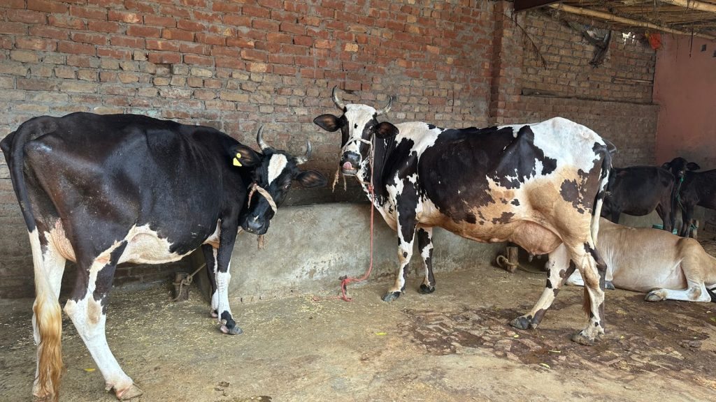 बूढ़पुर में मौत की फसल: रमाला मिल के ज़हर में डूबता बागपत का एक गांव
