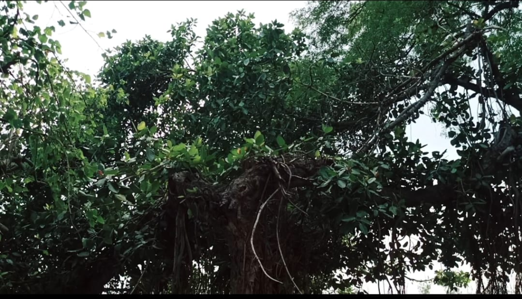 अमर क्रान्तिकारी बाबा शाहमल सिंह जाट